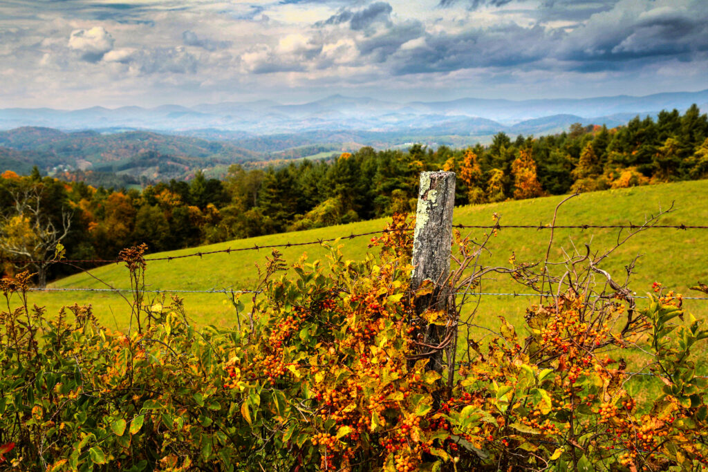 Immersive ground-level view of lush autumn foliage and forest colors on a trail in the Smoky Mountains, East TN.